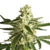 White Diesel Haze Automatic Seeds-White-Diesel-Haze-Automatic-Seeds.jpg