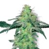 10 White Skunk Feminized Seeds-white-skunk-feminised.jpg