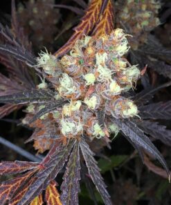 Organic Forbidden Fruit Teen