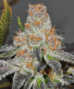 Organic Girl Scout Cookies Teen