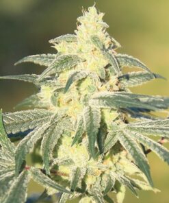 Organic Gorilla Glue #4 Teen