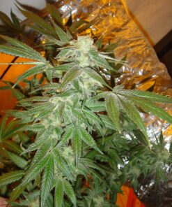 Organic Snowcap Teen