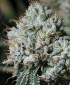 Organic King Louis XIII Teen