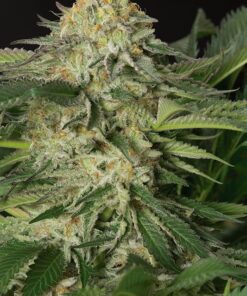 Organic Lemon Garlic OG Teen