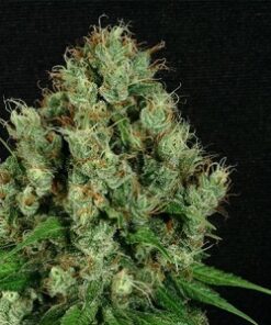 Organic Sour Diesel Teen