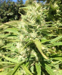 Organic Sour Flower Teen