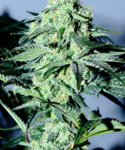 Organic Sour Patch Kiss Teen