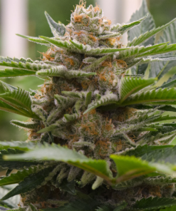 Organic Strawberry Cough Teen