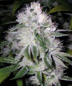 Organic White Rhino Teen