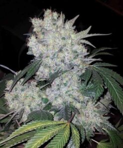 Organic White Widow Teen