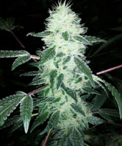 Organic Gorilla Cookies Teen