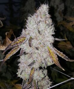 Organic Wedding Cake Kush Teen
