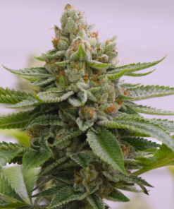 Organic Skywalker OG Teen