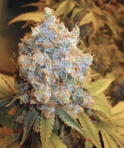 Organic Strawberry Banana Teen