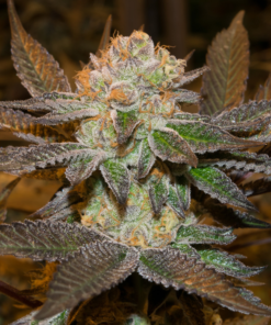 Organic Sunset Sherbet Teen